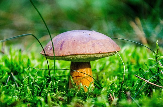草地上的野蘑菇图片