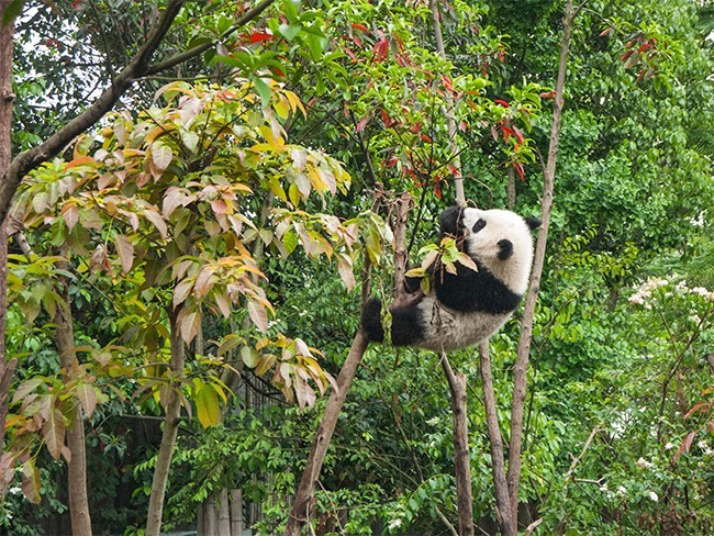 大熊猫摄影图片