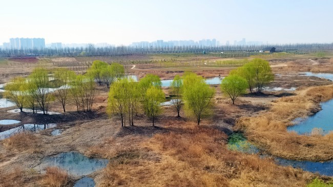 春天柳树风景图片高清