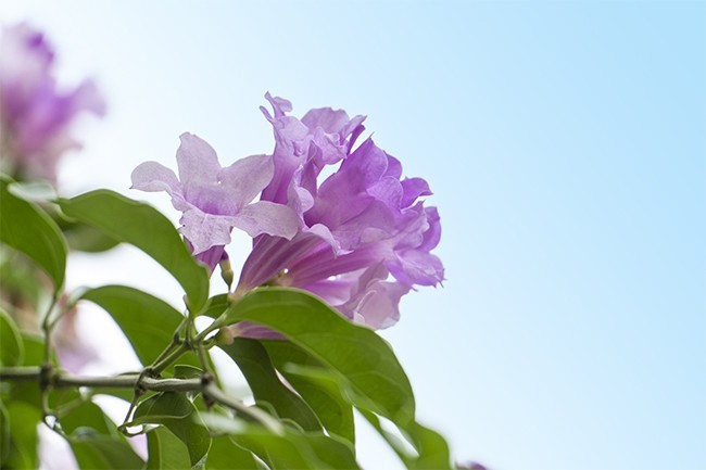 植物鲜花蒜香藤花朵图片