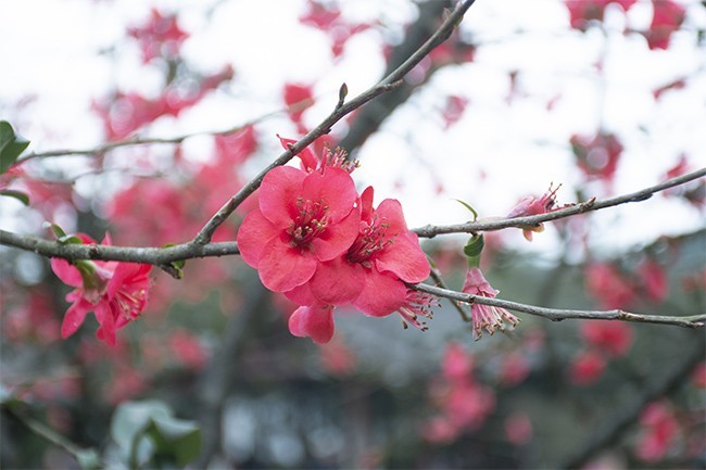 公园红色海棠花图片