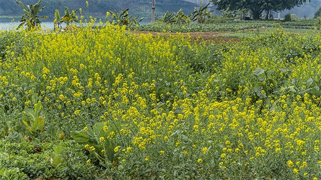 菜花风景图片素材