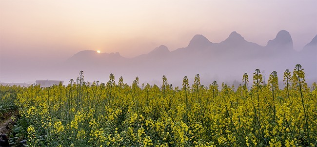 油菜花风景图片素材