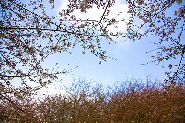 樱花林风景图片素材