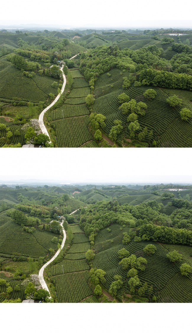 鸟瞰茶山田园图片