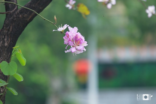 洋紫荆花摄影图