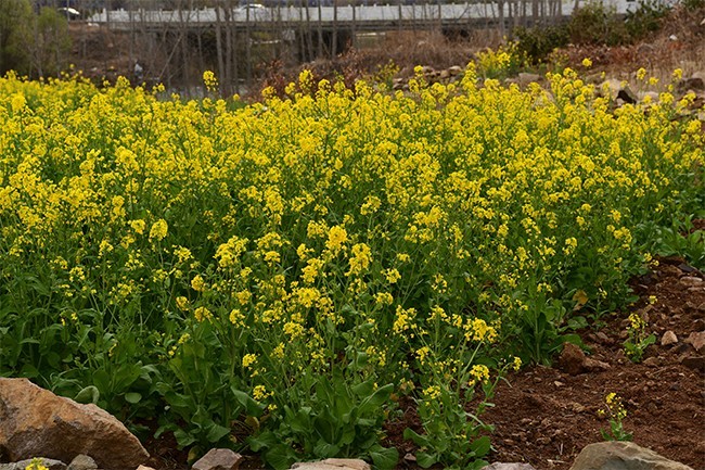 春天油菜花图片素材