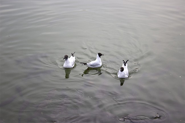 海鸥沙鸥动物摄影图片高清