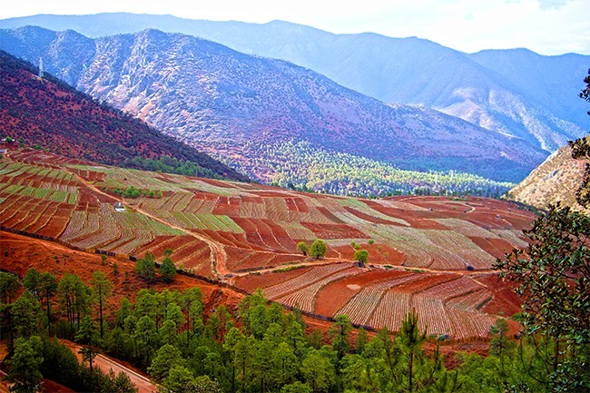 红土地梯田风景图片高清