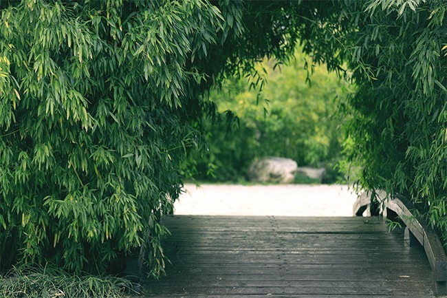 竹林绿荫小道风景图片素材