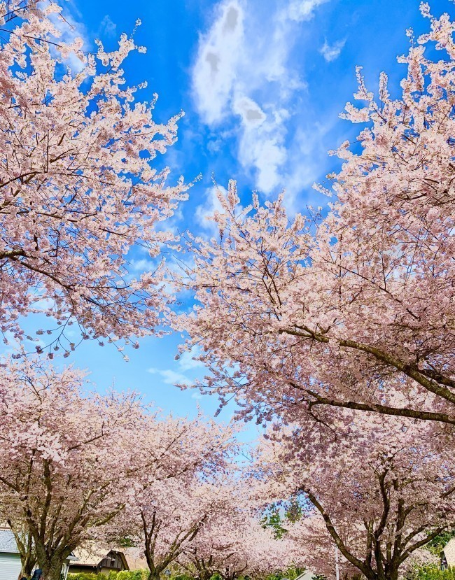 粉色樱花和天空图片素材