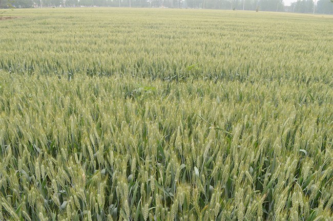 农作物小麦穗麦田图片