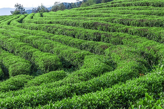 茶园风景高清图片素材