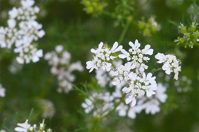 白色香菜花图片