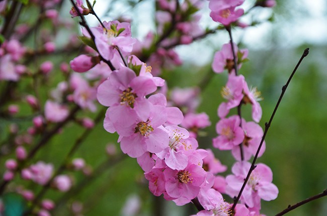 粉色梅花摄影图片