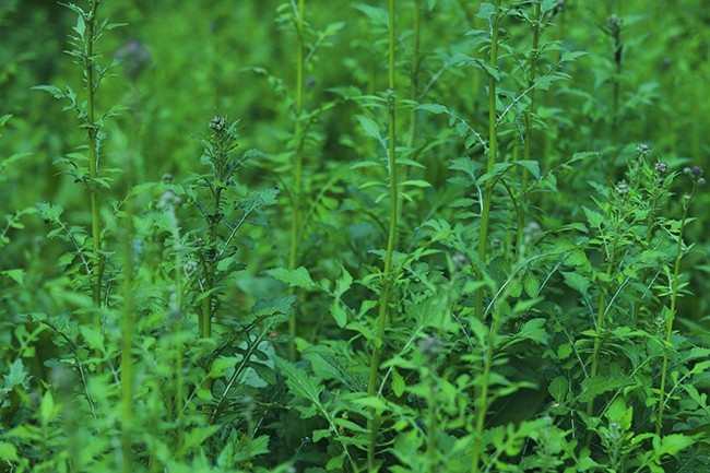 绿色植物图片素材