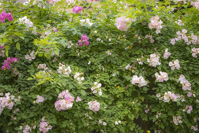 月季花花墙风景图片