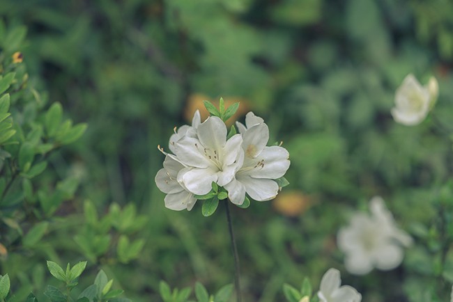 白色杜鹃花图片