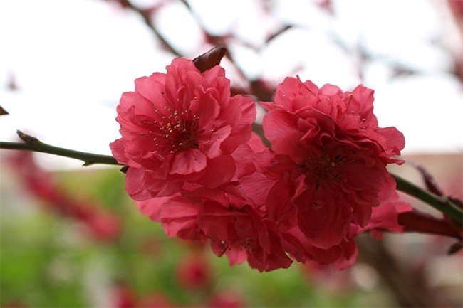 春天桃花特写摄影图片素材