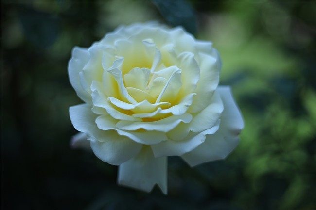 白玫瑰摄影图片