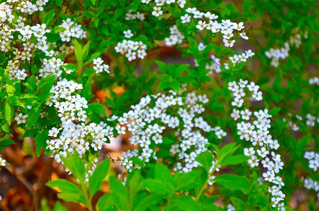 珍珠绣线菊花卉图片素材