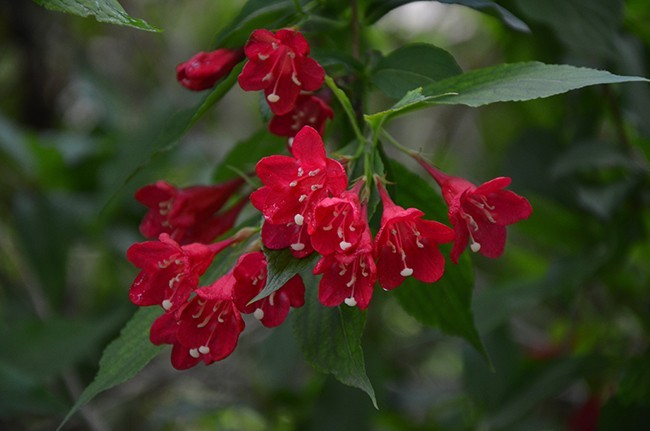 红王子锦带花植物花卉图片