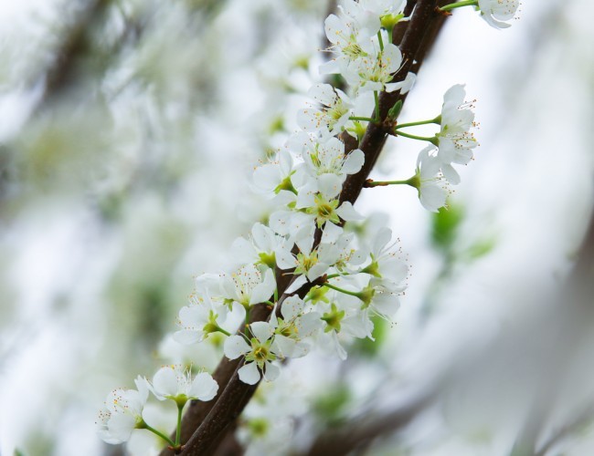 李子花图片素材