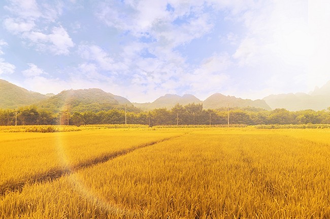 秋季稻田成熟风景图片