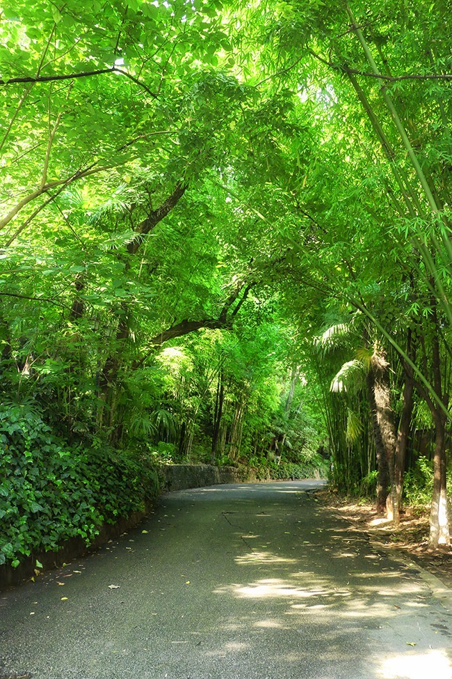 竹林风景图片素材