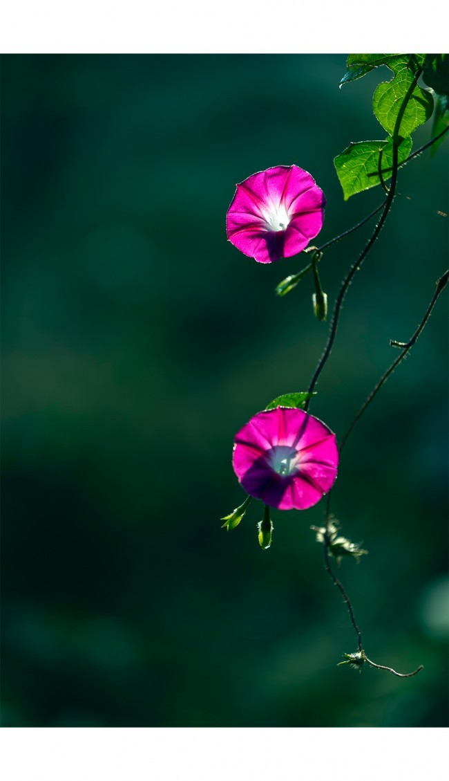 红色牵牛花素材