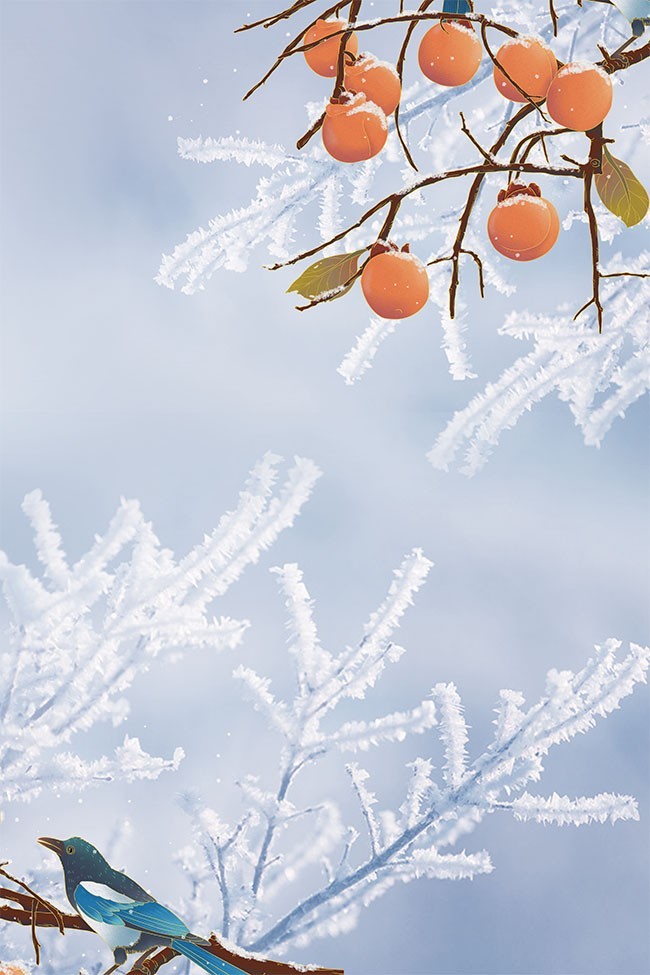清新柿子霜降冬天背景