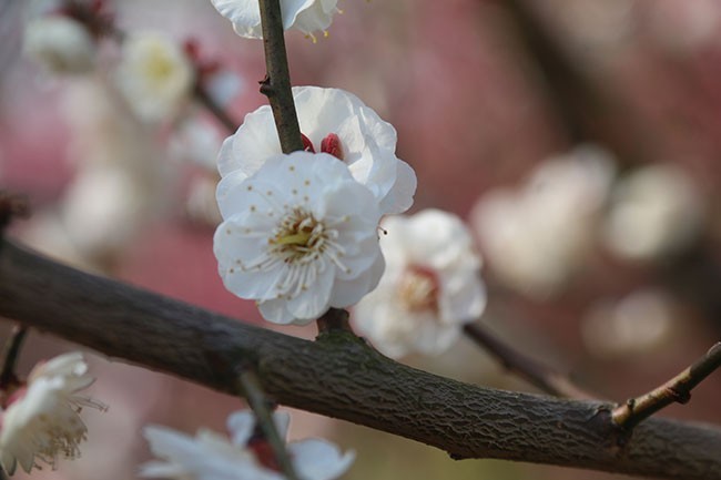 李子花摄影图片