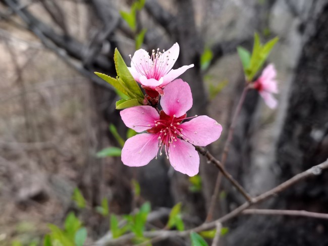 桃花特写图片素材