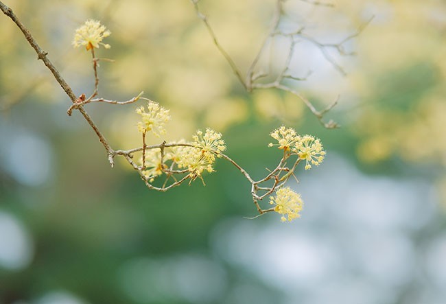 花朵特写图片