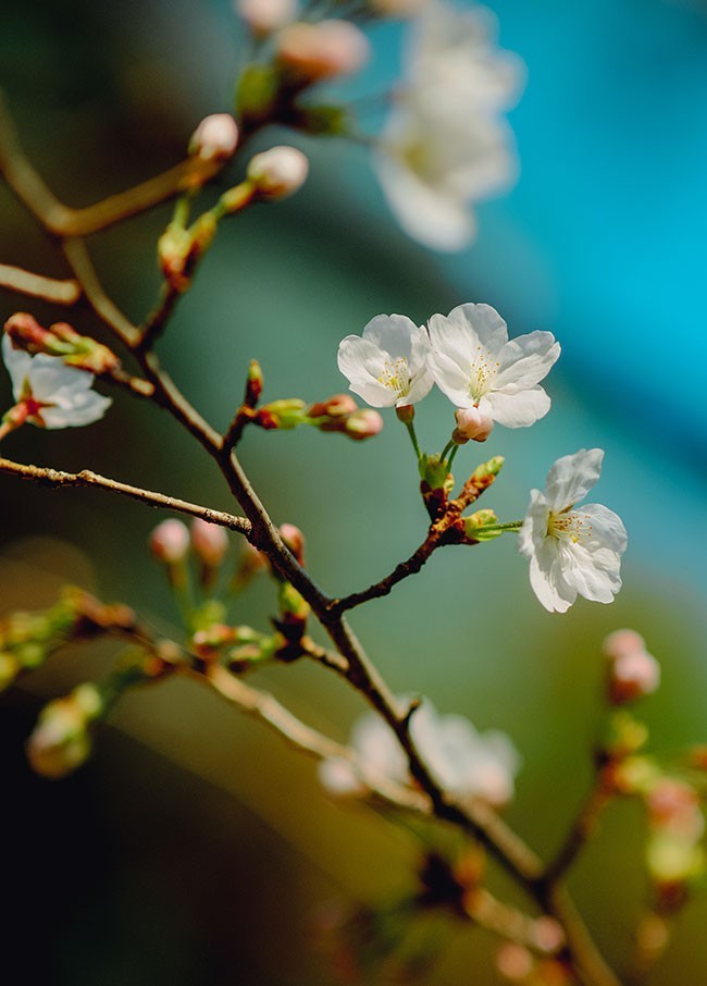 盛开白色花朵背景图