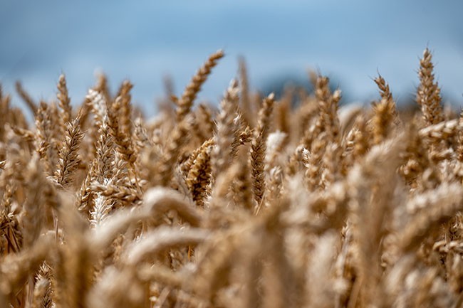 丰收季节农田小麦高清图