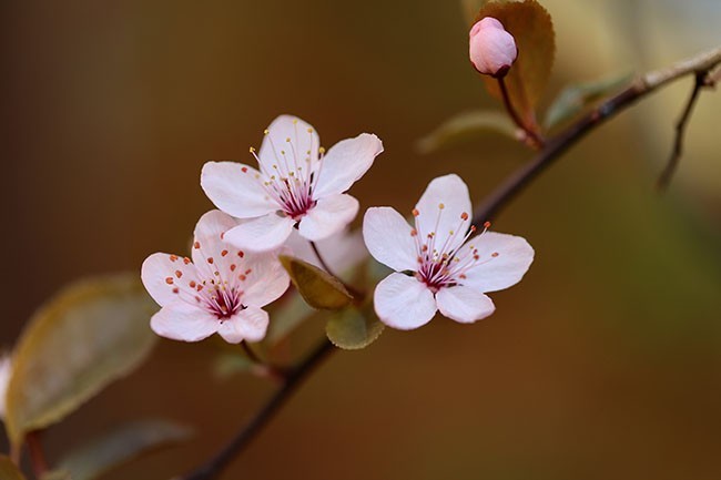 树枝上绽放的粉色樱花图片