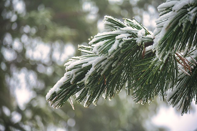 被雪覆盖的松针高清图