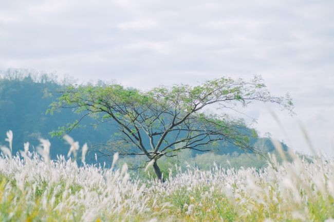 草地风景图片素材