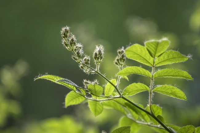 刺玫花花蕾图片