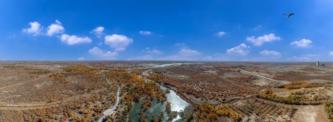 鸟瞰额济纳胡杨林全景图