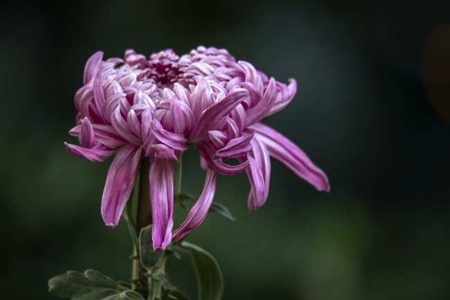 紫强大菊花图片