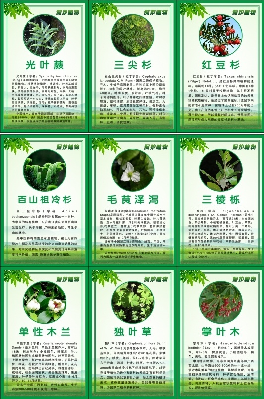 濒临植物宣传图