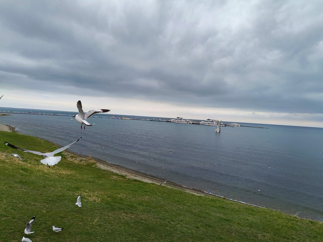 青海湖红嘴鸥图片素材