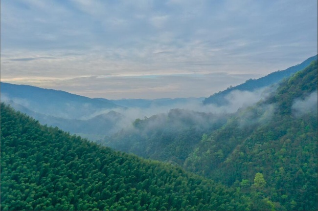 森林高山背景图片