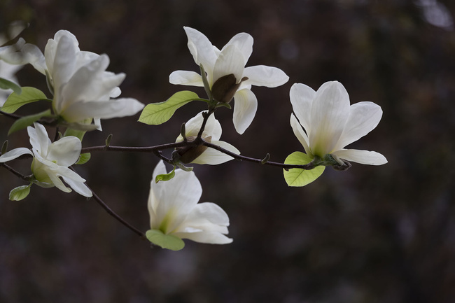 玉兰花图片素材