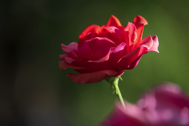 特写红月季花图片