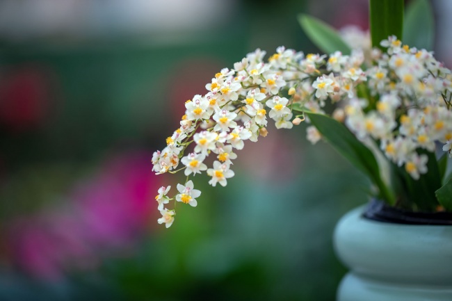 清香淡雅兰花图片