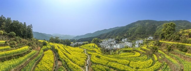 宽幅梯田油菜花盛开的徽派山村春天风景图片