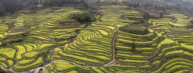 宽幅梯田油菜花海的壮丽画卷摄影图片素材